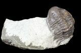 Bargain, Cheirurid Trilobite - Malvern, England #62883-1